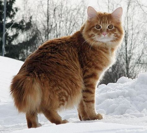 15 Most Active Cat Breeds American Bobtail Cat, Cat Wallpapers, Bobtail Cat, American Bobtail, Japanese Bobtail, Cat Reference, Siberian Cat, Forest Cat, Cat Pose