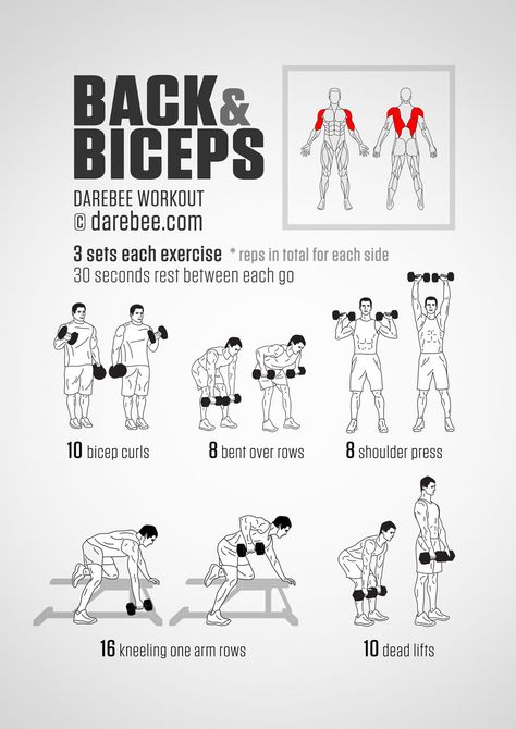 Back and Biceps Workout Back And Biceps Workout, Darebee Workout, Back And Bicep Workout, Fitness Studio Training, Latihan Dada, Trening Sztuk Walki, Arm Workout Women, Gym Antrenmanları, Dumbell Workout