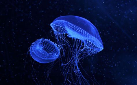 jellyfish Blue Jellyfish Widget, Jellyfish Widget, Widget Long, Long Widget, Blue Jellyfish, See World, Phone Stuff, Living Water, Feeling Blue