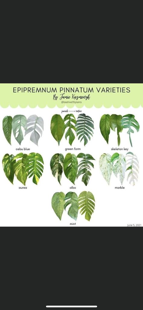 Plant Leaf Identification, Plant Apartment, Leaf Identification, Indoor Oasis, Epipremnum Pinnatum, Pothos Plant, Skeleton Key, Pretty Plants, Plant Art