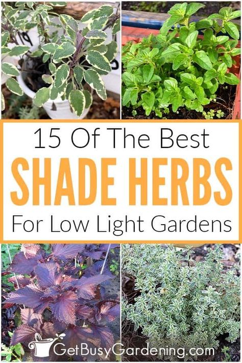 Shade Herbs, Garden Landscaping Design Ideas, Best Herbs To Grow, Growing Basil, Shade Garden Plants, Types Of Herbs, Witch Garden, Fragrant Plant, Perennial Herbs