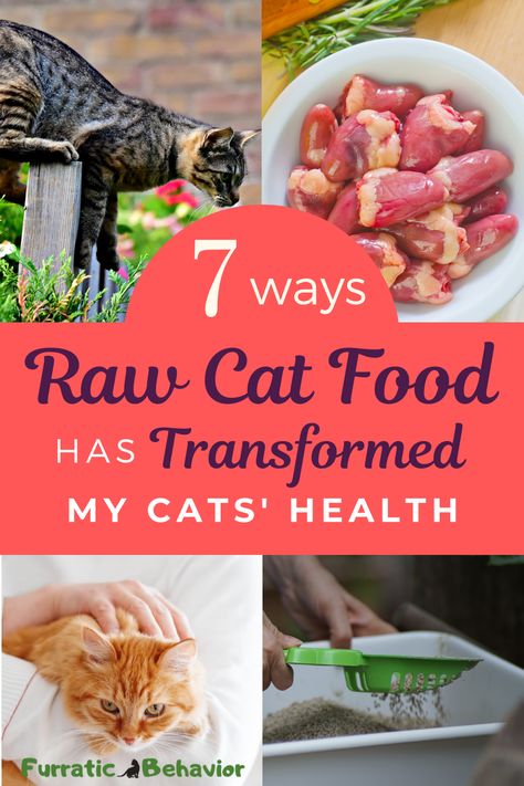 Raw Diet For Cats Food Recipes, Raw Foods For Cats, Veggies For Cats, Diy Healthy Cat Food, Cat Raw Diet Food Recipes, Raw Cat Food Recipes Homemade, Raw Feeding For Cats, Healthy Cat Diet, Raw Food Diet For Cats