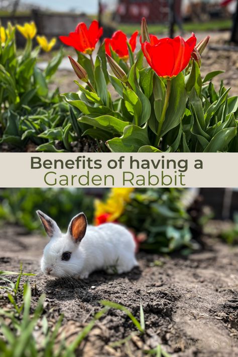 Why we keep a Backyard Rabbit | Benefits of a Garden Rabbit Outdoor Rabbit, Chicken Wire Fence, Outdoor Rabbit Hutch, Young Rabbit, Cut Flower Farm, Keystone Species, Rabbit Garden, Wild Rabbit, Rabbit Eating