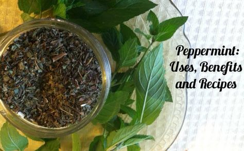 Peppermint Herb, Remineralize Teeth, Tinctures Recipes, Peppermint Leaf, Homemade Toothpaste, Wellness Mama, Herbal Tinctures, Peppermint Leaves, Homemade Remedies