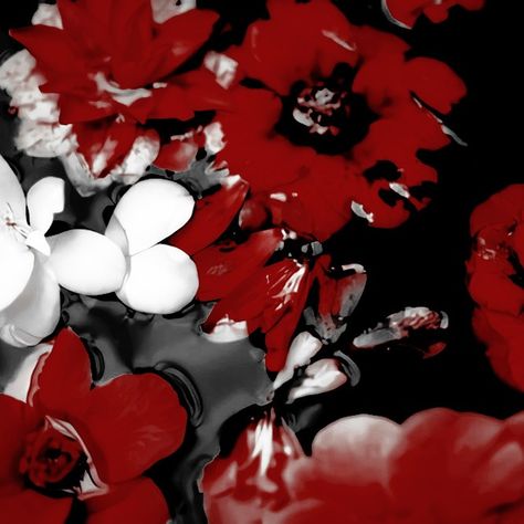 Red And White Japanese Aesthetic, White Red And Black Aesthetic, Red Amino Theme, Black And White And Red Aesthetic, Red Psd Aesthetic, Acheron Aesthetic, Red White And Black Aesthetic, Red Flower Icon, Red White Black Aesthetic