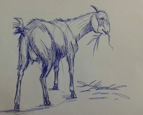 Goat Side View, Goat Drawing Sketch, Goat Drawing Easy, Goats Drawing, Goat Sketch, Fig Sketch, Camping Tattoo, Memory Drawing, Butterfly Art Drawing