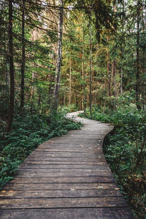 Free stock photo of wood, forest, trees, path Architectural Thesis, Wood Path, Calming Pictures, Wood Forest, Runners High, Forest Path, Have Inspiration, Forest Trees, New Images