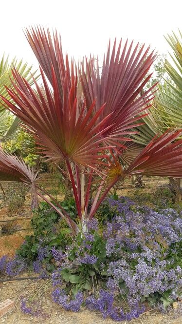 latania lontaroides red latan palm Backyard Landscaping Tropical, Backyard Trees Landscaping, Landscaping Tropical, Palm Trees Landscaping, Florida Landscaping, Florida Plants, Backyard Trees, Landscaping Trees, Tropical Palm Trees