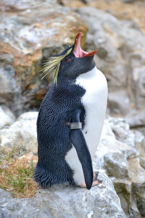 Rockhopper Penguin Northern Rockhopper Penguin, Galapagos Penguin, Rockhopper Penguin, Penguin Species, Painted Bottles, Kingdom Animalia, Flightless Bird, Funny Horses, Kids Painting