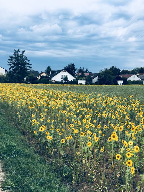 German Countryside Aesthetic, Fall In Germany Aesthetic, Countryside Autumn Aesthetic, Switzerland Farm Aesthetic, Small Town Aesthetic Fall Dark, German Village, Vision Board, Sunflower