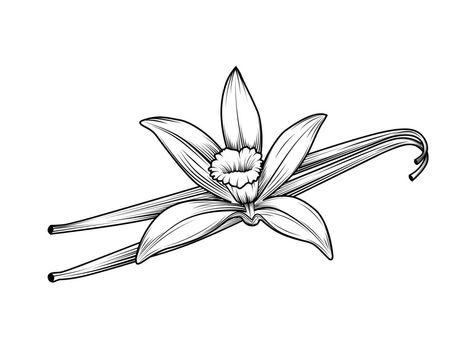 Vanilla flower sketch with dried vanilla stems. vintage style design. Isolated on a white background. vector illustration. Vanilla Flower Drawing, Vanilla Flower Illustration, Vanilla Flower Tattoo, Vanilla Drawing, Vanilla Tattoo, Vanilla Illustration, Flower Drawing Simple, Vanilla Logo, Outline Notes