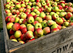 Best Apple Picking Near Chicago « CBS Chicago Things To Do In Chicago, Chicago Food, Apple Cider Donuts, Corn Maze, Apple Orchard, Apple Picking, Food Trends, Food Shop, Field Trip