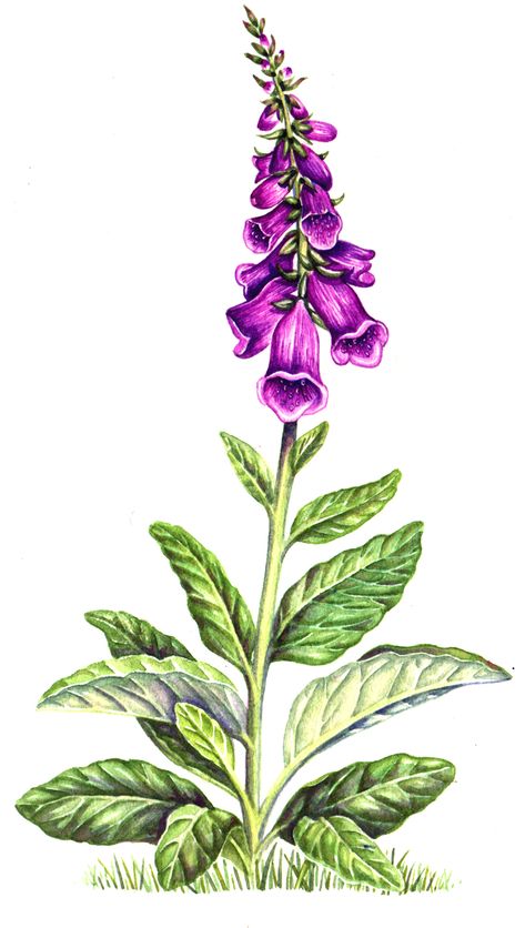 Good Garden: A wildlife Haven - Lizzie Harper Digitalis Purpurea, Illustration Bird, Illustration Flower, Garden Illustration, Wildlife Gardening, Botanical Illustrations, Flower Paintings, Flora Fauna, Scientific Illustration