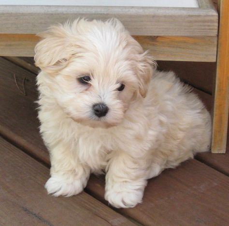 maltipoo puppies | Maltipoo Puppies | Yelp Felting Tips, Poodle Party, Maltipoo Puppies, Maltese Poodle, Maltipoo Puppy, Havanese Puppies, Super Cute Puppies, White Puppies