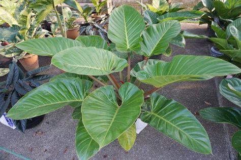 Imperial Green Philodendron, Philodendron Florida Ghost, Florida Ghost, Wishlist Plants, Philodendron Florida, Ghost Plant, Plant Care Houseplant, Mint Plants, Different Species