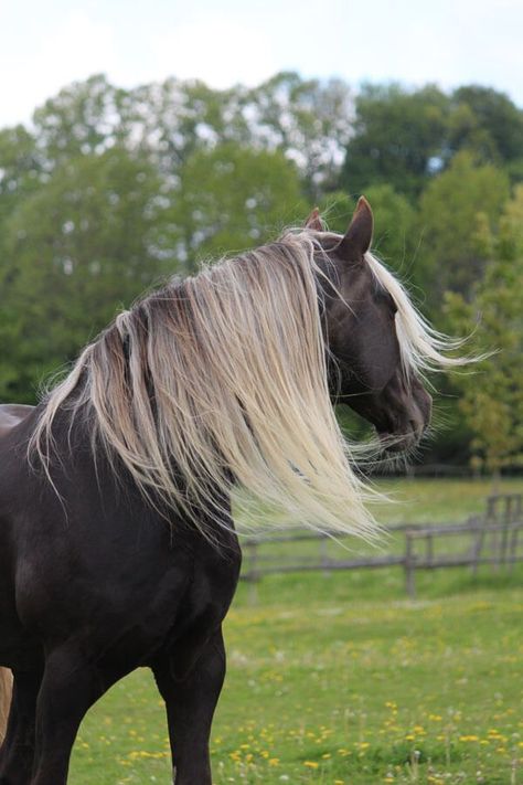 Rocky Mountain Horse, Rare Horse Breeds, All Horse Breeds, Fjord Horse, Rare Horses, Tennessee Walking Horse, Mountain Horse, Pony Breeds, Cute Horse Pictures