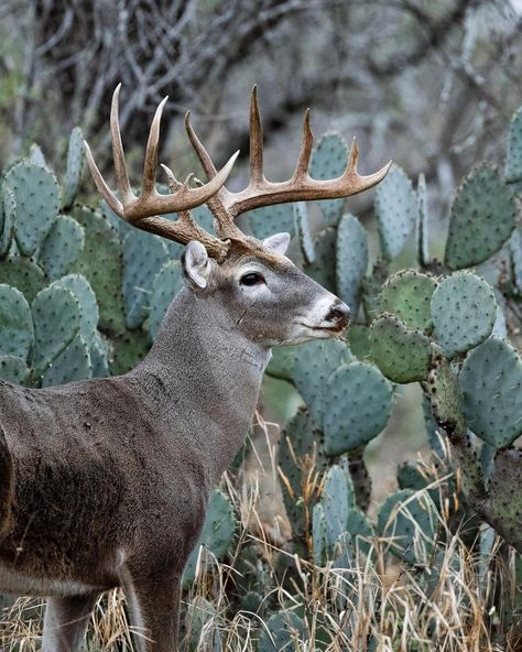 Texas Native Deer Hunting on Instagram: “Man I sure hope we get some cooler weather soon. The heat is KILLING the hunting opportunities!! Deer that don’t come out until after dark…” Kill Deer Bird, Deer Shedding Antlers, Big Deer Whitetail Bucks, White Tailed Deer Fawn, Non Typical Deer Whitetail Bucks, Cooler Weather, Whitetail Deer, Deer Hunting, After Dark