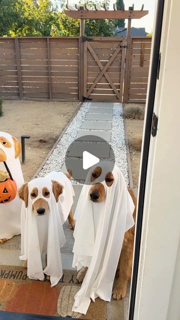 Lola + Luca & Jyotsna Shankar | Golden Retrievers & Dog Mom on Instagram: "BOO yeah 👻👻 happy spooky season !

Also for anyone interested - the ghost sheets I used are the precut dog ghost costumes from Amazon! They drape so well and it’s so much easier than trying to cut the holes yourself. Lola is wearing a L and Luca is wearing a M. 

#halloween #ghostphotoshoot #goldenretrievers" Golden Retriever Ghost Costume, Golden Retriever Halloween Costume, Dog Ghost Costume, Happy Spooky Season, Dog Ghost, Ghost Costume, Ghost Photos, Dogs Golden Retriever, Golden Retrievers