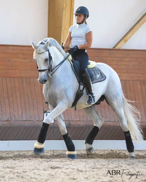 Dressage Horses Photography, Dressage Aesthetic, Dressage Photography, Dressage Fashion, Equestrian Dressage, Show Jumping Horses, English Horse, Horse Dressage, Andalusian Horse