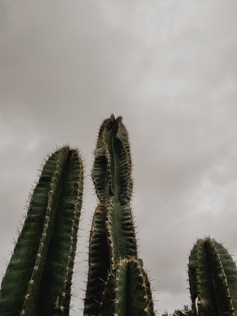 Dark Southwestern Aesthetic, Dark Desert Aesthetic, Gothic Western Aesthetic, Western Gothic Aesthetic, Gothic Moodboard, Desert Grunge, Southwestern Aesthetic, Guide Aesthetic, Cactus Aesthetic