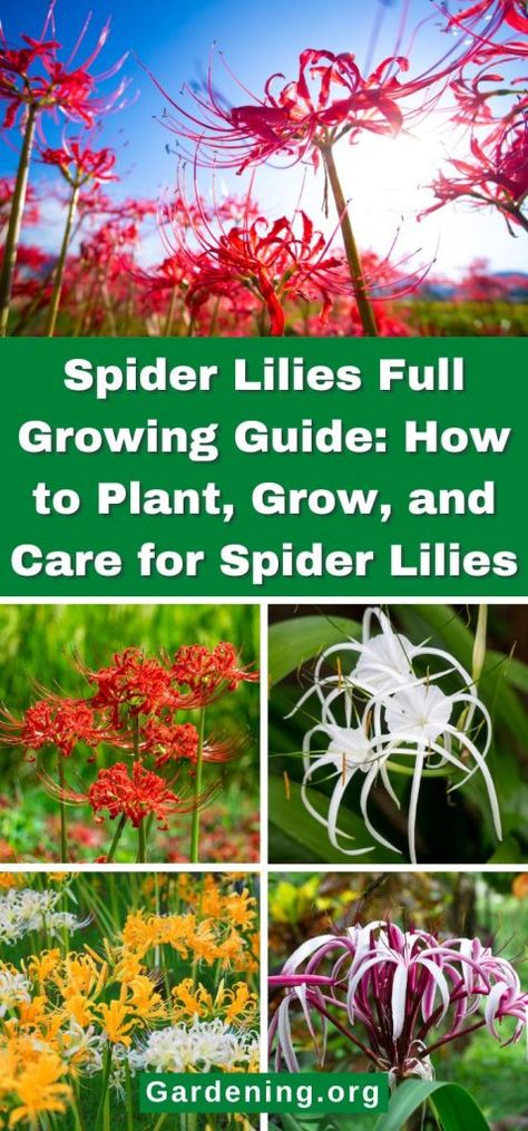 Types Of Lillies, Growing Lillies, Japanese Spider Lily, Spider Lillies, Backyard Redesign, Lilly Plants, Spider Lilies, Lily Care, Garden Spider