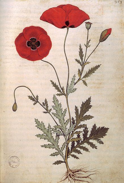 Naturalist Botany Engraving Poppy Flowers by griffinlb, via Flickr Plants Drawings, Poppy Flower Drawing, Poppy Tattoo, Botanisk Illustration, Idea Tattoo, Blackout Tattoo, Poppies Tattoo, Flower Drawings, Flower Art Drawing