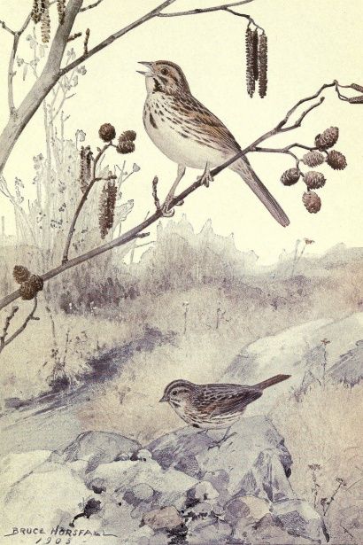 Sparrow Art, Song Sparrow, Antique Postcards, Bird Book, Forest Painting, Bird Artwork, Sparrows, Illustration Vintage, Antique Postcard