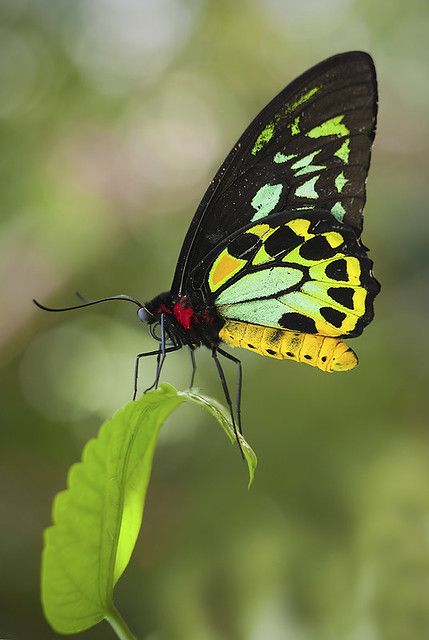 Birdwing Butterfly, Photo Papillon, Types Of Butterflies, Beautiful Butterfly Photography, Moth Caterpillar, Butterfly Photos, Beautiful Bugs, Butterfly Pictures, Butterfly Kisses