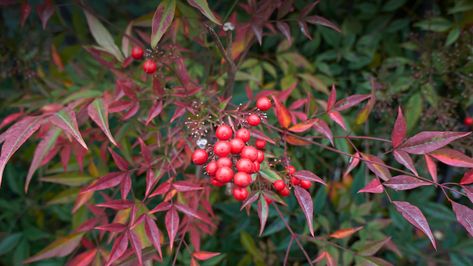 Closeup of heavenly bamboo plant's red berries. Nandina Plant, Heavenly Bamboo, Bamboo Hedge, Bamboo Background, Australian Garden, Bamboo Shoots, Winter Plants, Bamboo Plants, How To Grow Taller