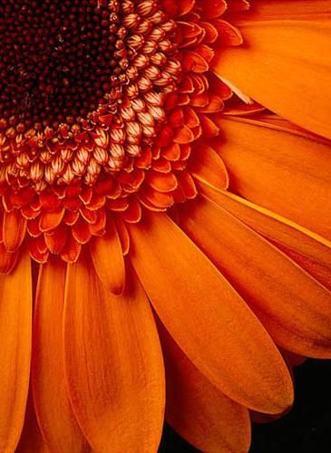 Gerbera- laranja Orange Palette, Fleur Orange, Fleurs Diy, Gerber Daisies, Orange You Glad, Orange Aesthetic, Gerbera Daisy, Orange Crush, Orange Flower