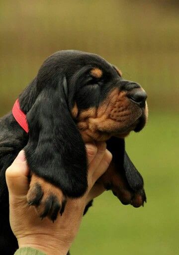 I cant take it .black and tan coonhound puppies steal my heart! Coretec Lvp, Coonhound Puppy, Bloodhound Puppies, Black And Tan Coonhound, Puppy Breath, Hound Puppies, Lvp Flooring, Puppies And Kitties, Travel Products