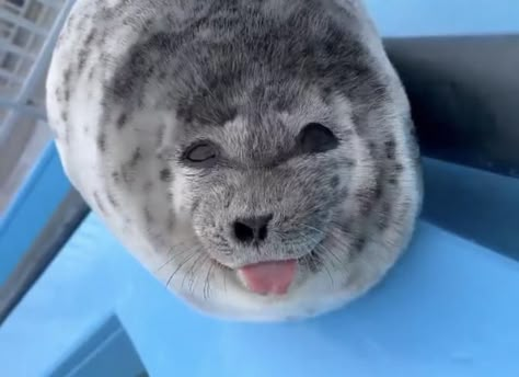 Smiling And Winking Baby Seal Sticking Tongue Out | Silly Baby Seal With Tongue Out | Know Your Meme Silly Seal, Funny Seals, Harp Seal, Cute Seals, Baby Seal, Silly Animals, Marine Animals, Sea Animals, 귀여운 동물