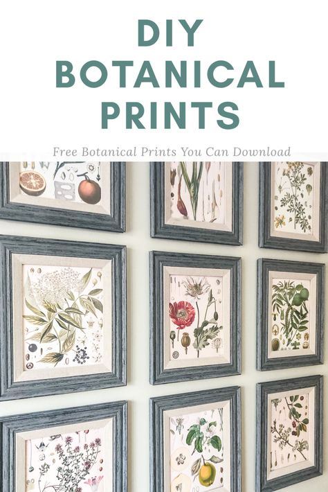 Free Botanical Printables, Free Botanical Prints, Botanical Prints Free, Botanical Bedroom, Botanical Printables, Botanical Gallery Wall, Framed Botanical Prints, Print Gallery Wall, Free Vintage Printables