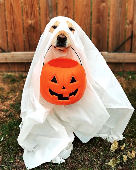 Dog Ghost Costume, Ghost Challenge, Ghost Trend, Halloween Minis, Ghost Photoshoot, Printed Pictures, Sheet Ghost, Ghost Photography, Dog Photoshoot