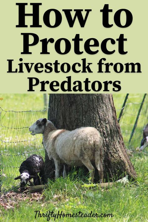 If you're raising livestock on your homestead you need to know how to protect your animals from predators. This post offers tips for homesteaders of every level. No matter if you're raising chickens, goats or llamas, you need to know how to protect them from all kinds of predators. #homestead #livestock #animals #homesteading #chickens #goats #sheep Homesteading Chickens, Printable Farm Animals, Homestead Livestock, Livestock Animals, Raising Livestock, Raising Sheep, Keeping Goats, Goat Health, Feeding Goats