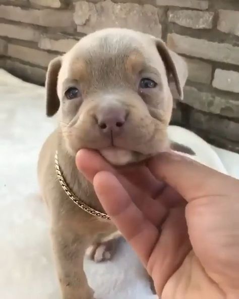 Staffy Puppies, Pitbull Terrier Puppies, Cute Pitbull Puppies, Pitbull Dog Puppy, Cute Pitbulls, Puppies Pitbull, Amstaff Puppy, Bully Breeds Dogs, Super Cute Puppies