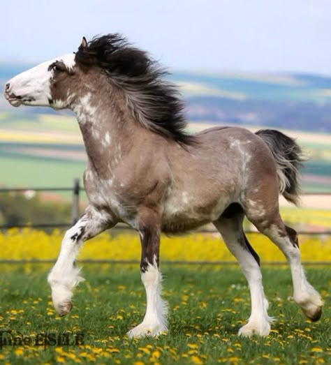 Draft Horse Foal, Schleich Ideas, Creature Anatomy, Draft Horse Breeds, Pony Breeds, Horse Coats, Draft Horse, Big Horses, Animals Amazing