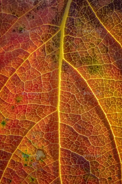 leaf surface by EdVal. Background of a colorful autumn leaf. Close-up #Sponsored #EdVal, #surface, #leaf, #Background Close Up Leaf Photography, Leaf Up Close, Close Up Nature Photography, Leaf Close Up, Spinal Energetics, Leaf Outfit, Textiles Coursework, Pictures Of Leaves, Board Lamp