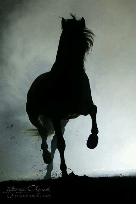 Dance Of Thieves, Black Horses, Majestic Horse, All About Horses, All The Pretty Horses, I Love Horses, Clydesdale, Beautiful Horse, Equine Photography