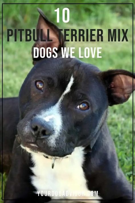 Are you considering investing in a Pitbull Terrier Mix? If so, you’ll want to do plenty of research and understand which type of Pitbull Terrier mix would best fit into your home, family and lifestyle. Pit Mix Dogs, Pitbull Mix Breeds, Pitbull Bull Terrier, Jack Terrier, Terrier Mix Breeds, Cairn Terrier Mix, Dog Crossbreeds, Black Russian Terrier, Dog Behavior Training