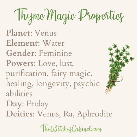 What are the thyme magical properties and witchy uses for this herb? Orchid Magical Properties, Thyme Magical Properties, Tarragon Magical Properties, Lemongrass Magical Properties, Wormwood Magical Properties, Winter Herbs, Thyme Uses, Plant Symbolism, Herb Magick