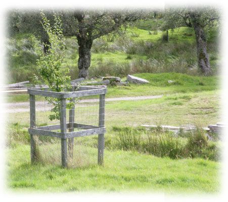 Tree protection | Best Practice Guidance Orchard Ideas, Tree Guards, Tree Protection, Placeholder Image, Deer Species, Deer Fence, Wild Deer, Fence Garden, Types Of Fences