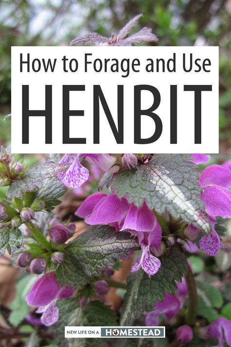 Medicinal Wild Plants, Medicinal Weeds, Edible Flowers Recipes, Wild Foraging, Wild Food Foraging, Herbal Remedies Recipes, Medicinal Herbs Garden, Medicinal Garden, Edible Wild Plants