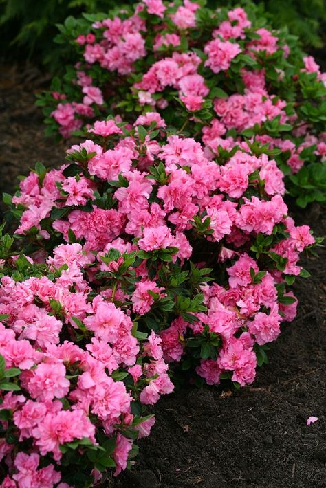 Not only are the ruffled pink flowers of Bloom-A-Thon Pink Double reblooming azalea super showy, but it is also the longest blooming in the series with over 20 weeks of color. Azalea Wallpaper, Missouri Landscape, Pink Plants, Interesting Plants, Front Yard Plants, Rock House, Cottage Garden Design, 20 Weeks, Pink Plant