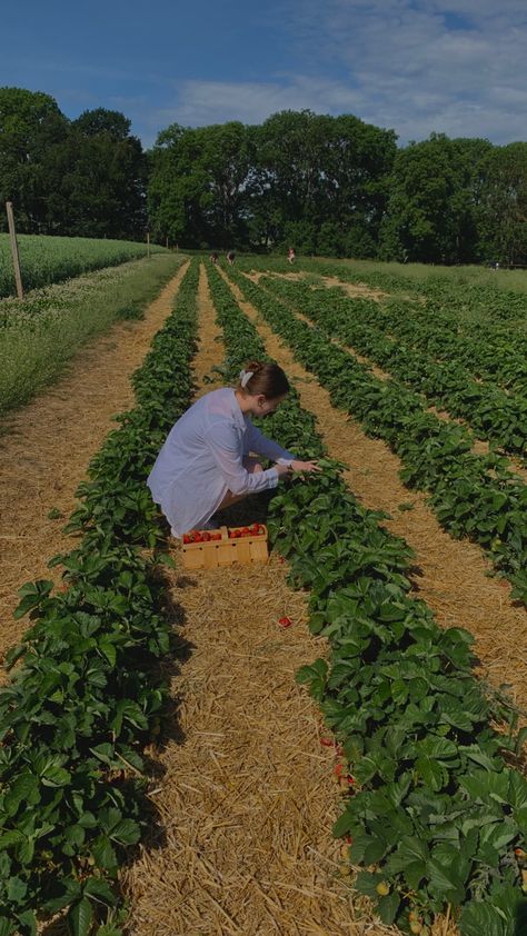 Berry Field Aesthetic, Summer Strawberry Aesthetic, Strawberry Field Painting, Strawberry Field Photoshoot, Strawberry Field Aesthetic, Strawberry Fields Aesthetic, Strawberry Picking Aesthetic, Berry Field, Strawberry Field