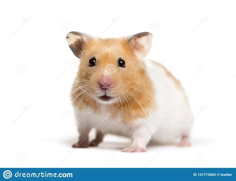 Hamster Breeds, Roborovski Hamster, Hamsters As Pets, Cage Hamster, Hamster Names, Hamster Life, Baby Hamster, A Hamster, Syrian Hamster