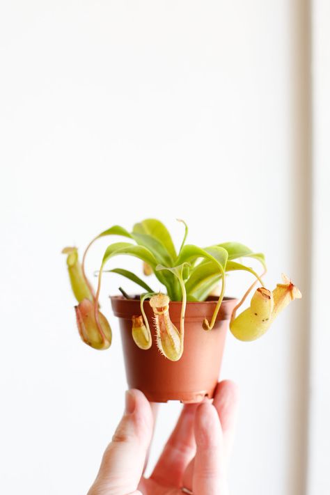 Nepenthes alata is the perfect insect eating plant to help keep any pesky fungus gnats at bay. Alugbati Plant, Definbachia Plant Care, Fittonia Albivenis, Definbachia Plant, Pitcher Plant Eating Insect, Insect Eating Plants, Grow Kit, Pitcher Plant, Christmas Cactus