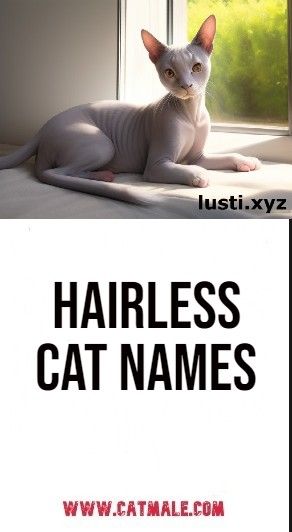 Hairless Cat Names Sphynx Cat Names, Male Cat Names Unique, Hairless Animals, Sphinx Cat, Hairless Cat, Sphynx Cat, Cat Names, Sphynx, Cat Girl