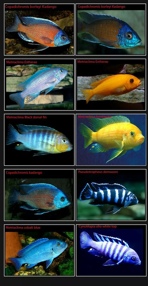 African Cichlid Aquarium, Lake Malawi Cichlids, Cichlid Aquarium, Malawi Cichlids, Ikan Air Tawar, Cichlid Fish, Tropical Fish Aquarium, Tropical Freshwater Fish, Tropical Aquarium