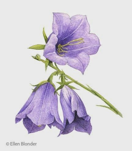 Ellen Leong Blonder Bluebells Flower Tattoo, Campanula Flowers, Blue Bell Flowers, Flower Art Drawing, Wall Murals Painted, Diy Watercolor Painting, Diy Watercolor, 자수 디자인, Colorful Garden